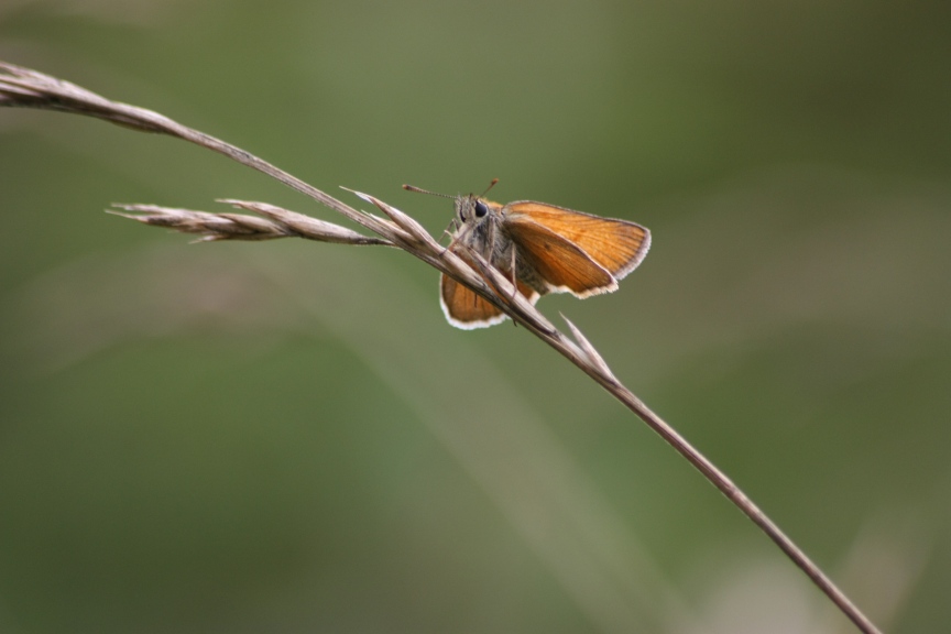 ochlodes sp?